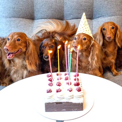 Puppies celebrating birthday with cake and white party hats